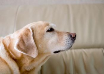 Votre chien sent-il comme… le chien ?
