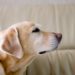 Votre chien sent-il comme… le chien ?