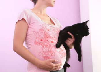 problèmes de toxoplasmose |  précautions pour les femmes enceintes |  Litière pour chat |  Excréments de chat