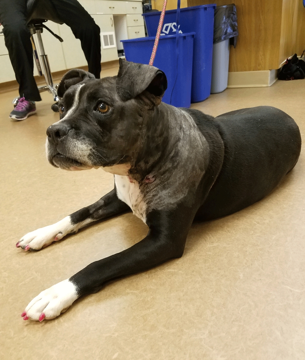 cancer du chien, tumeur du chien