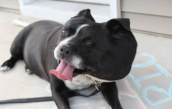 Meesha le chiot miracle combat le cancer et gagne