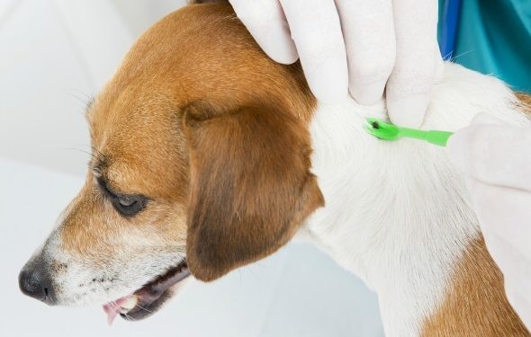 À faire et à ne pas faire en matière d’élimination des tiques