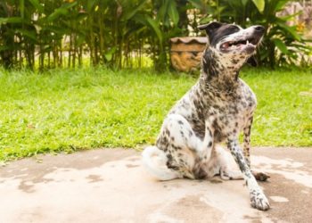 Allergies cutanées de chien ou piqûres d’insectes – Qu’est-ce que mon animal de compagnie a ?