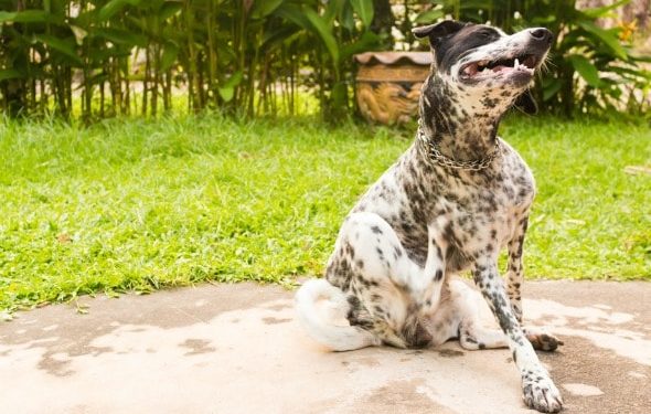 Allergies cutanées de chien ou piqûres d’insectes – Qu’est-ce que mon animal de compagnie a ?