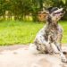 Allergies cutanées de chien ou piqûres d’insectes – Qu’est-ce que mon animal de compagnie a ?