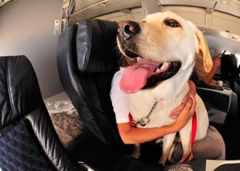 Animaux de compagnie de soutien émotionnel : séparer le fait du sophisme