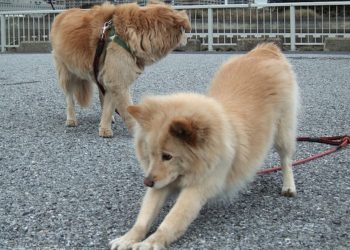 Apprendre le chien descendant des experts |  Doga : Yoga pour chiens