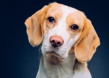 Bruits d’estomac de chien : que signifient-ils ?