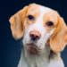 Bruits d’estomac de chien : que signifient-ils ?