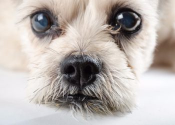 Chien fixe : tout ce que vous voulez savoir