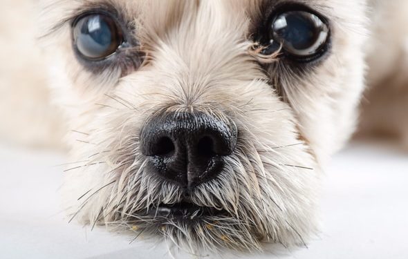 Chien fixe : tout ce que vous voulez savoir