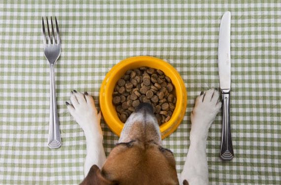 Chien ne mange pas? Cela peut être dû à un estomac sensible