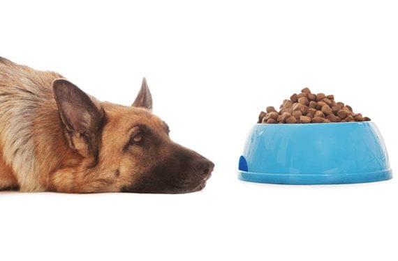 Chien ne mange pas? Peut-être que votre nourriture pour animaux sent mauvais ou a mauvais goût