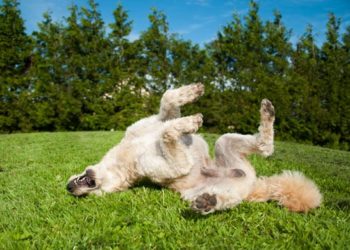 Chien qui se gratte ?  Voici comment la nourriture pour animaux peut vous aider