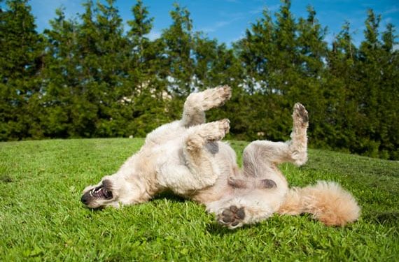 Chien qui se gratte ?  Voici comment la nourriture pour animaux peut vous aider