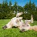 Chien qui se gratte ?  Voici comment la nourriture pour animaux peut vous aider