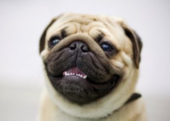 Chiens et claquements de dents : ce que vous devez savoir