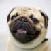 Chiens et claquements de dents : ce que vous devez savoir