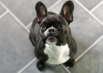 Chiens souffrant de sous-occlusions : qu’est-ce que la malocclusion canine ?