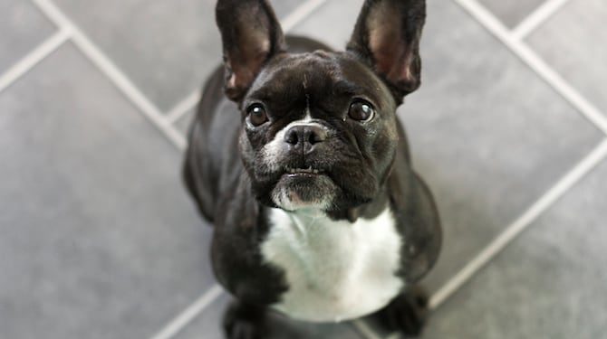 Chiens souffrant de sous-occlusions : qu’est-ce que la malocclusion canine ?