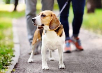 Conseils pour promener votre chien : ce qu’il ne faut pas faire lorsque vous promenez votre chien