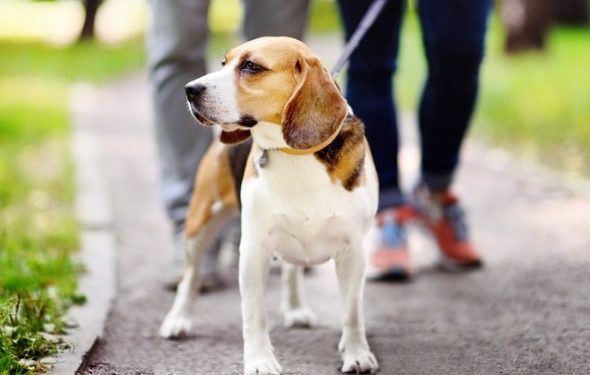 Conseils pour promener votre chien : ce qu’il ne faut pas faire lorsque vous promenez votre chien