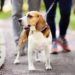 Conseils pour promener votre chien : ce qu’il ne faut pas faire lorsque vous promenez votre chien