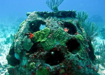 Enterrements écologiques pour animaux de compagnie |  animauxinfo