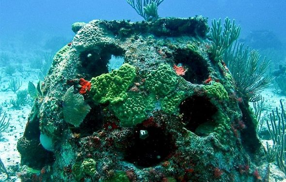 Enterrements écologiques pour animaux de compagnie |  animauxinfo