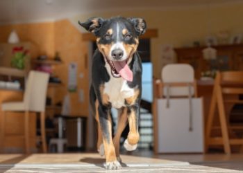 Guide de santé du pénis du chien : tout ce que vous devez savoir