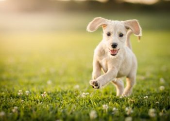 Guide de santé vaginale pour chien : tout ce que vous devez savoir