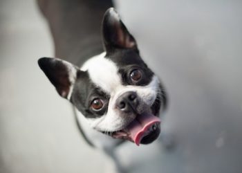 Hoquet de chien : ce que vous devez savoir