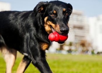 Jouets pour chiens testés et approuvés par les entraîneurs |  animauxinfo