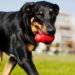 Jouets pour chiens testés et approuvés par les entraîneurs |  animauxinfo