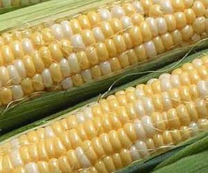 Le maïs est-il mauvais pour mon chien ?