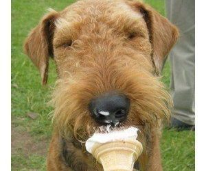 Les chiens peuvent manger de la crème glacée