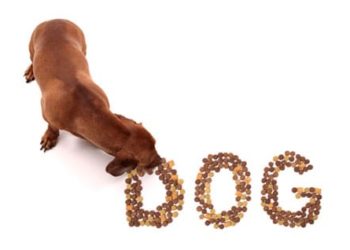 Les chiens sont ce qu’ils mangent – Comment la recherche en nutrigénomique s’applique aux animaux de compagnie