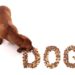 Les chiens sont ce qu’ils mangent – Comment la recherche en nutrigénomique s’applique aux animaux de compagnie