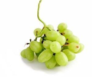 Les raisins sont-ils vraiment si toxiques pour les chiens ?  La vérité choquante