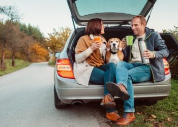 Liste de contrôle essentielle pour un voyage en voiture avec des chiens