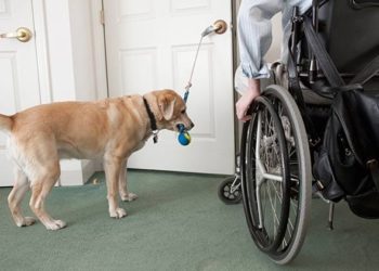 Lois actuelles pour les animaux de soutien émotionnel et les animaux de service