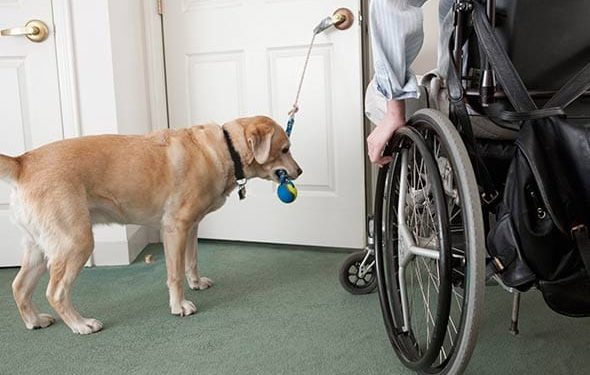 Lois actuelles pour les animaux de soutien émotionnel et les animaux de service