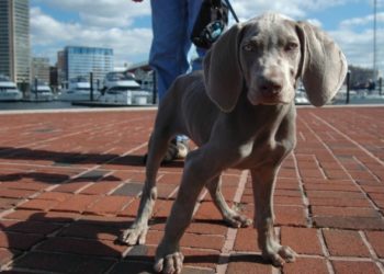 Manières de chien : pourquoi il est important d’apprendre à votre chien à « dire s’il vous plaît »