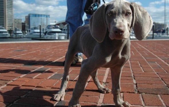 Manières de chien : pourquoi il est important d’apprendre à votre chien à « dire s’il vous plaît »