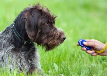 Mise en forme du chien : vous pouvez utiliser cette méthode de dressage de chien dans presque toutes les situations