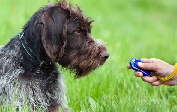 Mise en forme du chien : vous pouvez utiliser cette méthode de dressage de chien dans presque toutes les situations
