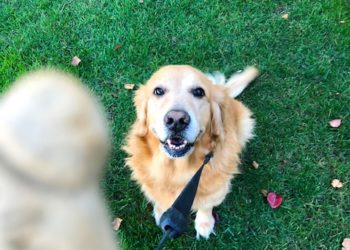 Outils essentiels de dressage de chiens seniors