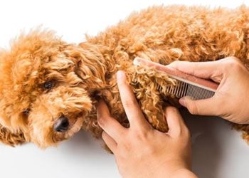 Poils emmêlés chez les chiens – Comment les contrôler et quand abandonner |  Fixation des poils de chien emmêlés