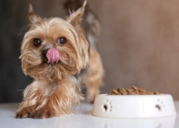 Quelle nourriture est la meilleure pour les chiens ?  Comment choisissez-vous?