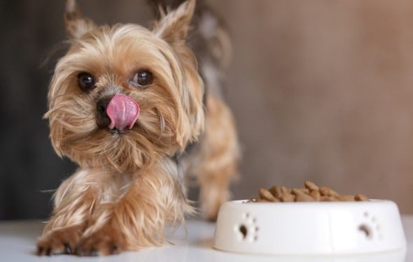 Quelle nourriture est la meilleure pour les chiens ? Comment choisissez-vous?